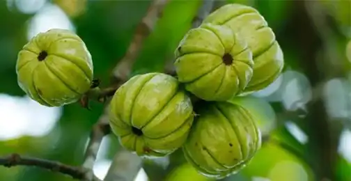 What Is the Recommended Dosage of Garcinia Cambogia Extract Powder?